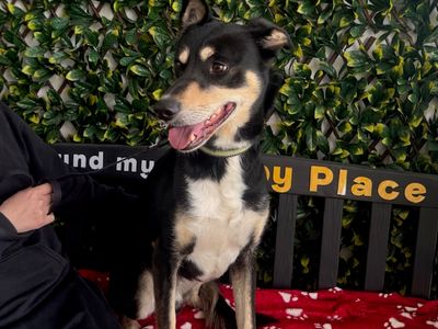 Duke | Saluki Cross | Leeds - 1