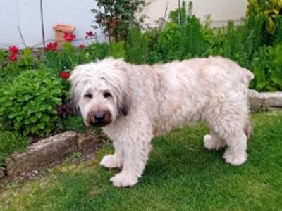 Beauden | Catalan Sheepdog | Newbury (Berkshire) - 5