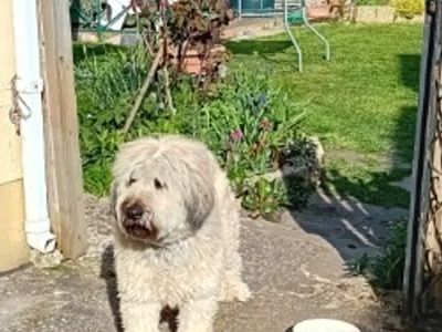 Beauden | Catalan Sheepdog | Newbury (Berkshire) - 3