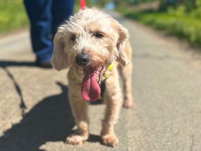 Brian | Basset Fauve De Bretagne Cross | Snetterton (Norfolk) - 3