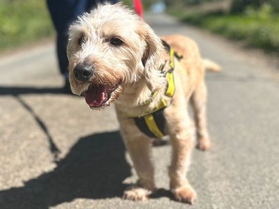 Brian | Basset Fauve De Bretagne Cross | Snetterton (Norfolk) - 2