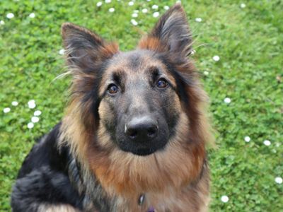 Ava | German Shepherd Dog | Harefield West London - 3