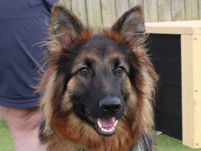 Ava | German Shepherd Dog | Harefield West London - 2