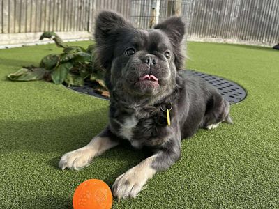 Candy | French Bulldog | Evesham (Worcestershire) - 3