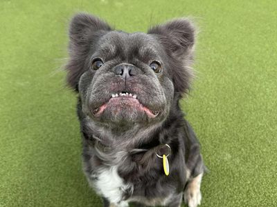 Candy | French Bulldog | Evesham (Worcestershire) - 2