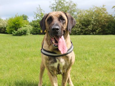 Khaleesi, a 5 years old female Turkish Kangal Dog available for adoption from Dogs Trust in County Durham