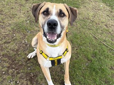 Bailey — St Bernard Cross