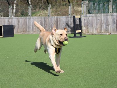 Bailey | Retriever (Labrador) | Glasgow - 1