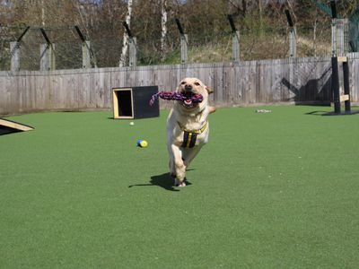Bailey | Retriever (Labrador) | Glasgow - 3