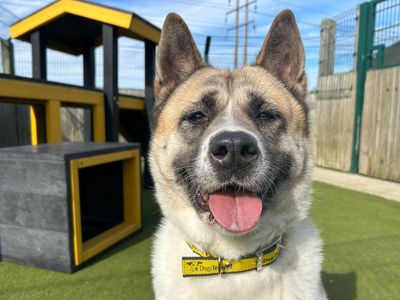 Chanel, a 7 years old female Akita available for adoption from Dogs Trust in Essex