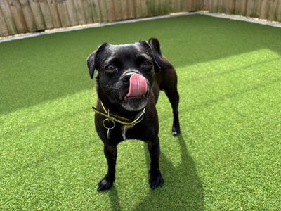 Bella | Pug Cross | Salisbury (Wiltshire) - 2