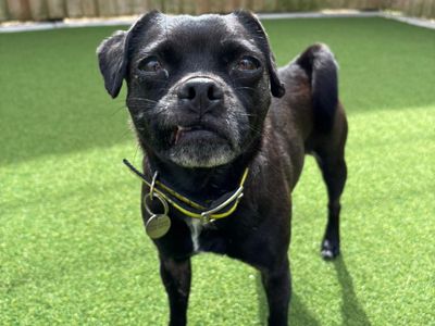 Bella | Pug Cross | Salisbury (Wiltshire) - 3