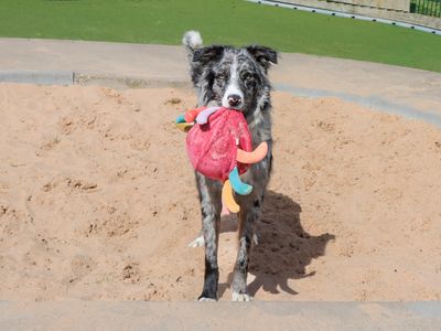 Mojo | Collie (Border) | Evesham (Worcestershire) - 3