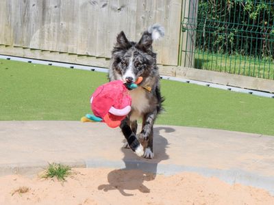 Mojo | Collie (Border) | Evesham (Worcestershire) - 5