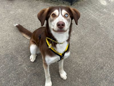 Ruby | Siberian Husky Cross | Harefield West London - 3