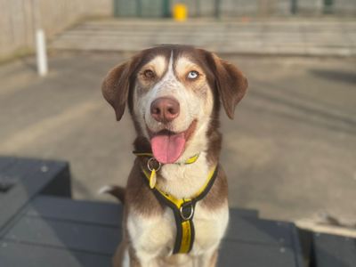 Ruby | Siberian Husky Cross | Harefield West London - 2