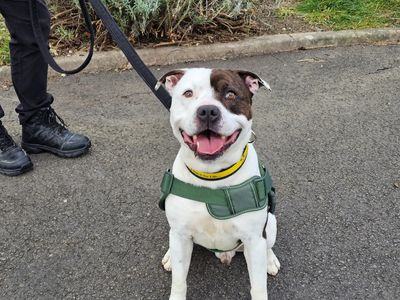 Tyson | Terrier (Staffordshire Bull) | Evesham (Worcestershire) - 1