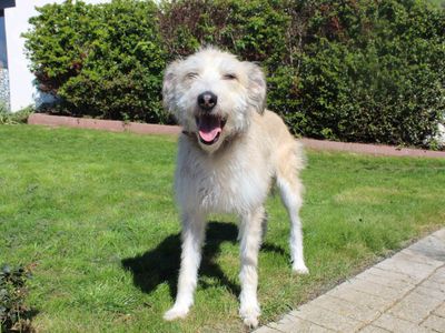 Gladys | Lurcher | Darlington - 2