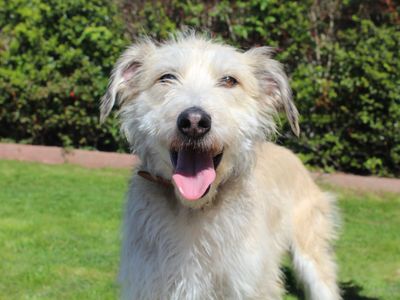 Gladys | Lurcher | Darlington - 3