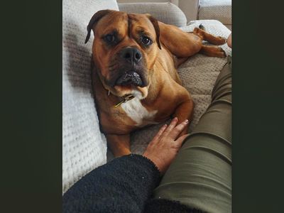 Red | Bullmastiff Cross | Basildon (Essex) - 5