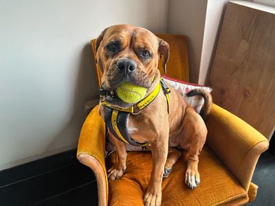 Red | Bullmastiff Cross | Basildon (Essex) - 3