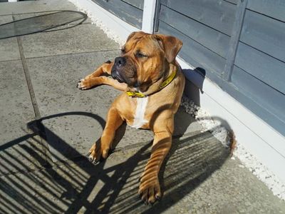 Red, a 6 years old female Bullmastiff available for adoption from Dogs Trust in Essex
