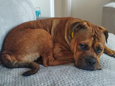 Red, a 6 years old female Bullmastiff available for adoption from Dogs Trust in Essex