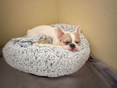 Maple | French Bulldog | Evesham (Worcestershire) - 5