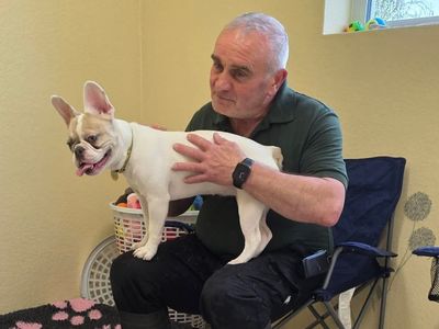 Maple | French Bulldog | Evesham (Worcestershire) - 3