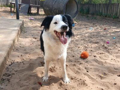 Oscar | Collie (Border) | Ilfracombe - 1