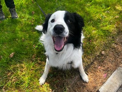 Oscar | Collie (Border) | Ilfracombe - 3