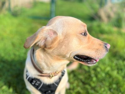 Sully | Retriever (Labrador) | Bridgend (Wales) - 5