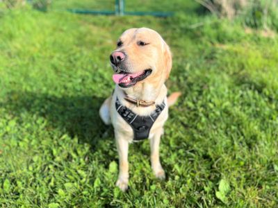 Sully | Retriever (Labrador) | Bridgend (Wales) - 3