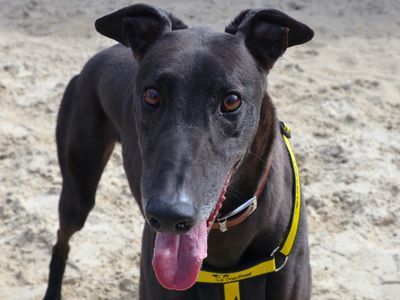 Mozes | Greyhound | Harefield West London - 2