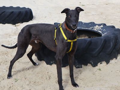 Mozes | Greyhound | Harefield West London - 3