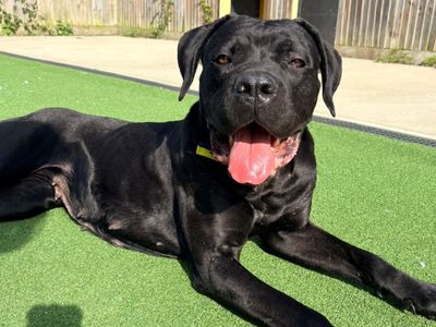 Santana | Italian Corso Dog | Canterbury - 2