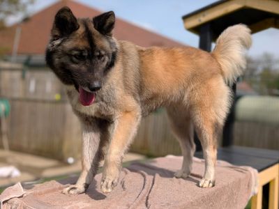 Fifi | German Shepherd Dog Cross | Canterbury - 3