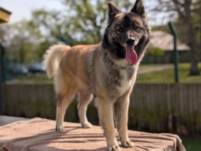Fifi | German Shepherd Dog Cross | Canterbury - 2