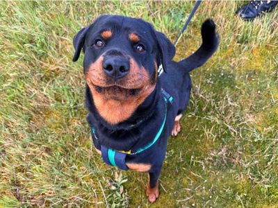 Reggie, a 1 year old male Rottweiler available for adoption from Dogs Trust in Wiltshire