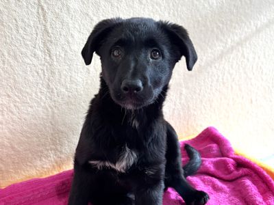 Esther | Retriever (Labrador) Cross | Ballymena (Northern Ireland) - 3