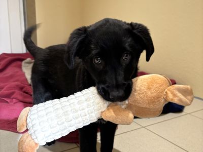 Esther | Retriever (Labrador) Cross | Ballymena (Northern Ireland) - 2