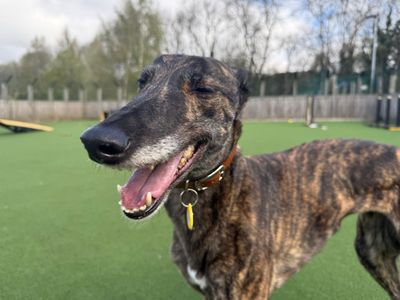 Pickle | Greyhound | Glasgow - 3