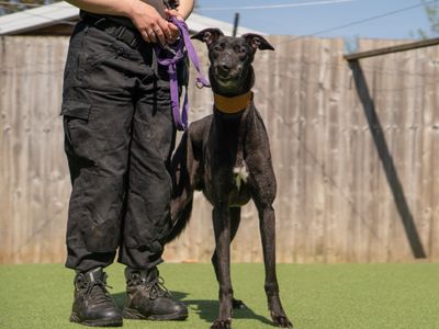 Onyx | Greyhound | Kenilworth (West Midlands) - 2