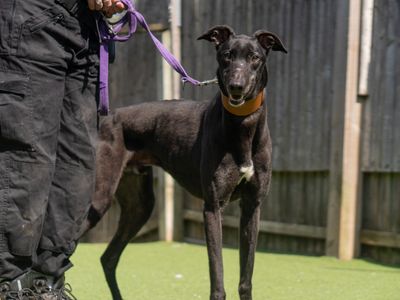 Onyx | Greyhound | Kenilworth (West Midlands) - 3