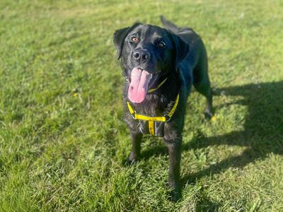 Opel | Retriever (Labrador) Cross | Basildon (Essex) - 3
