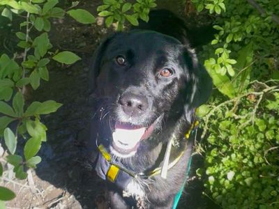 Opel | Retriever (Labrador) Cross | Basildon (Essex) - 2