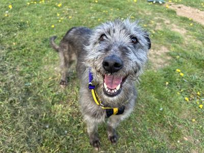 Olivia — Lurcher