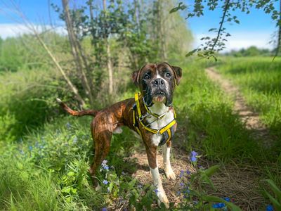 Odin | Boxer | Basildon (Essex) - 3