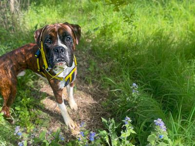 Odin | Boxer | Basildon (Essex) - 2