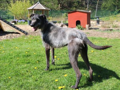 Ollie | Lurcher Cross | Merseyside (Liverpool) - 2